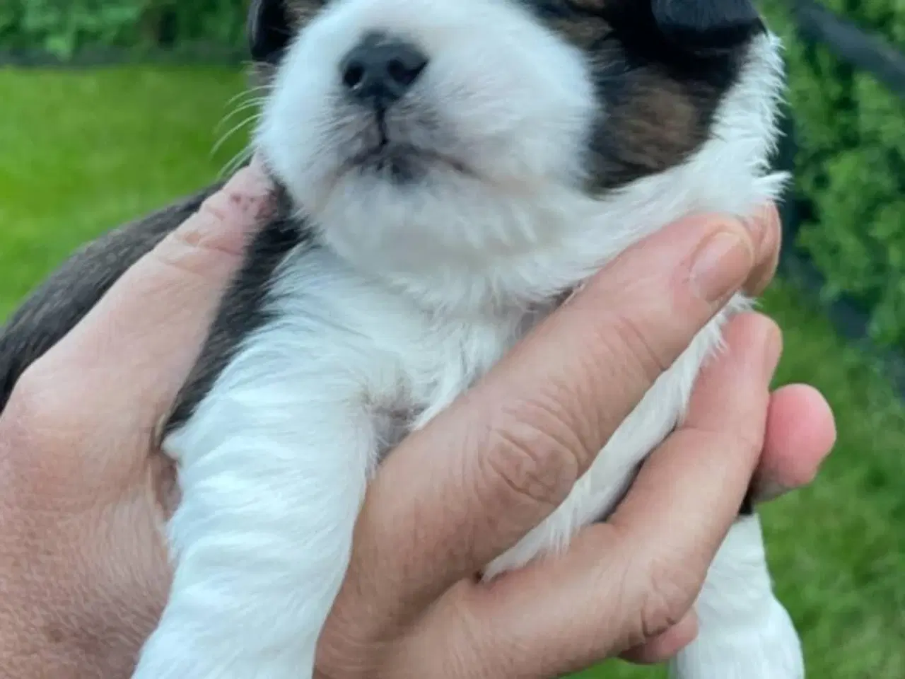 Billede 4 - Lhasa apso hvalpe 