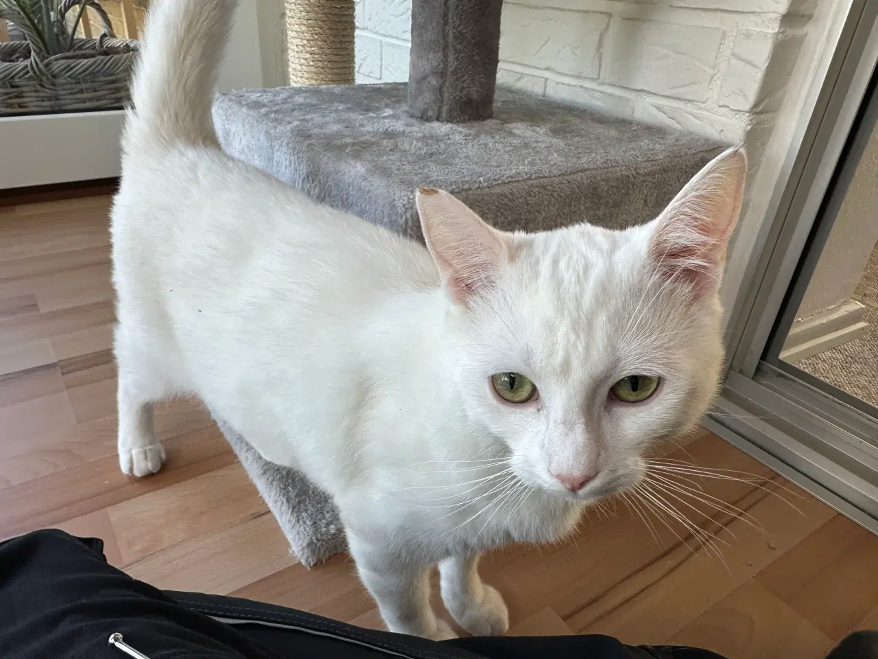 Billede 4 - 7 måneder gammel huskat-ragdoll søger nyt kærligt 