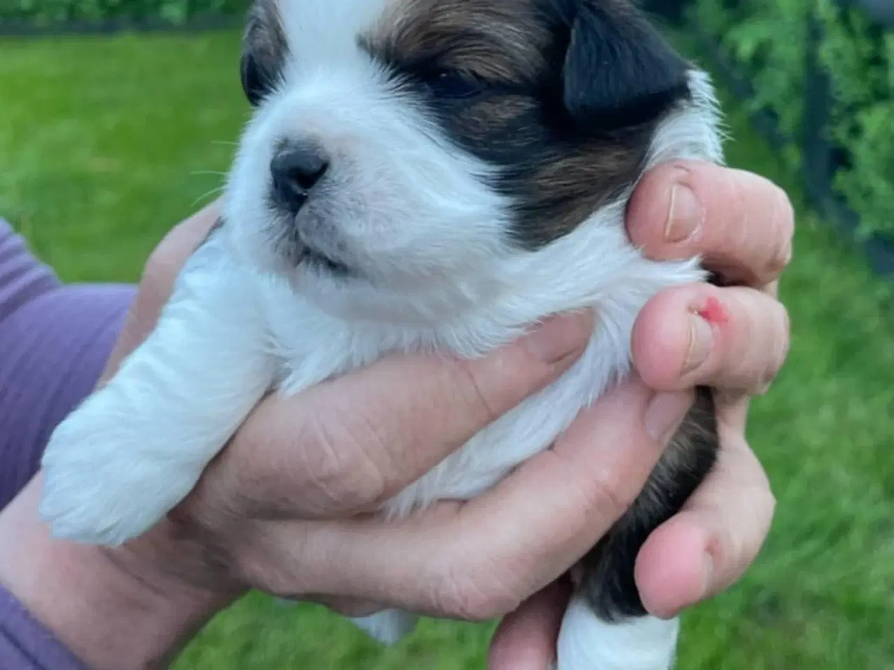 Billede 3 - Lhasa apso hvalpe 