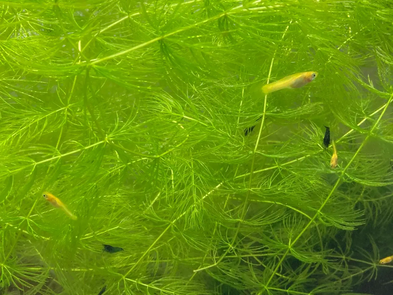 Billede 1 - Akvarieplanter