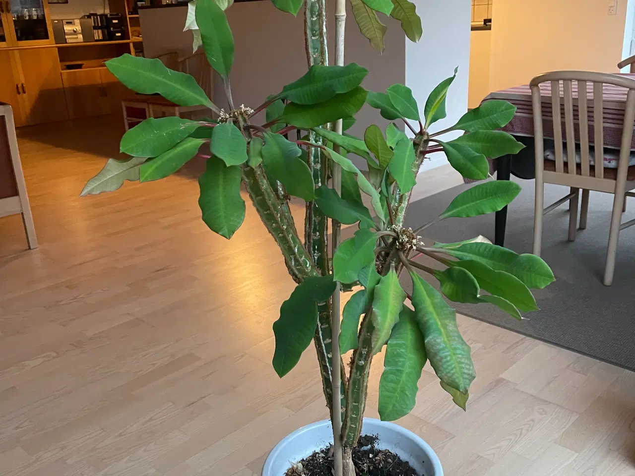 Billede 1 - Stueplante 125 cm H sælges uden potte