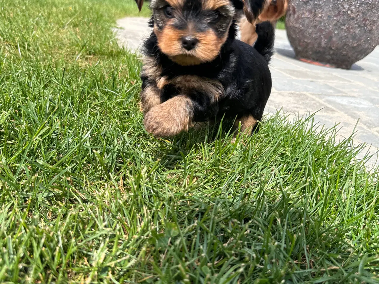 Billede 5 - Yorkshire terrier 🐾🐶