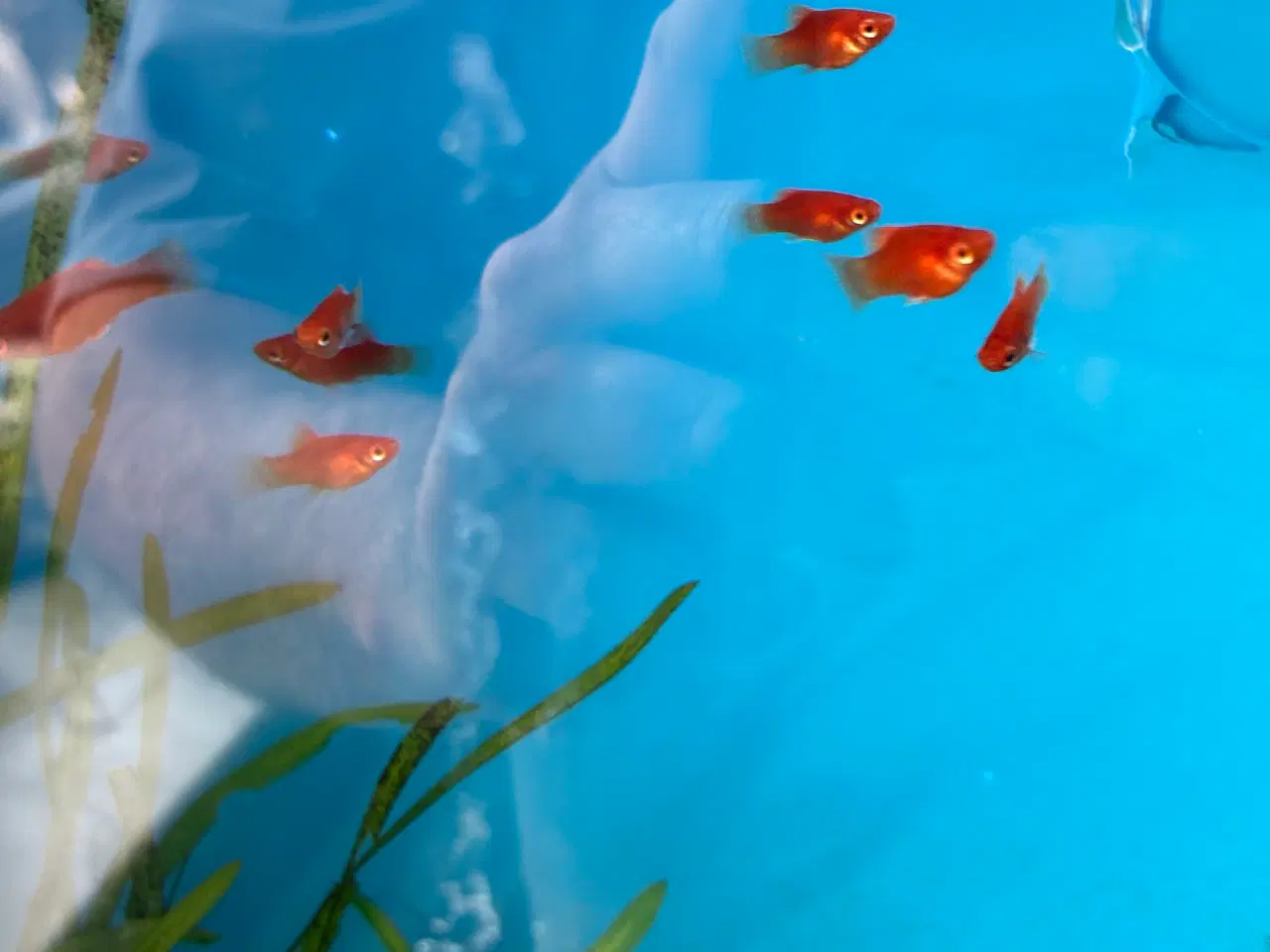 Billede 2 - Platy