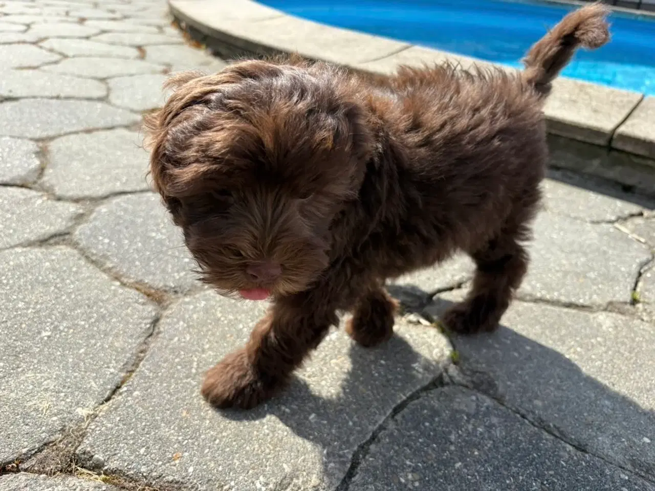 Billede 3 - Maltipoo-hvalpe med charme og krudt i halen!