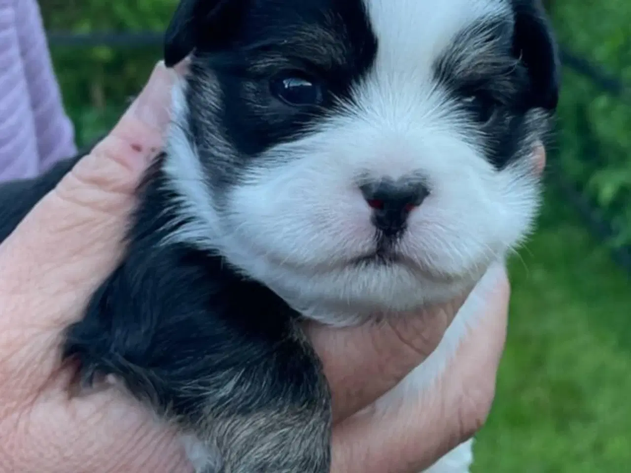 Billede 2 - Lhasa apso hvalpe 