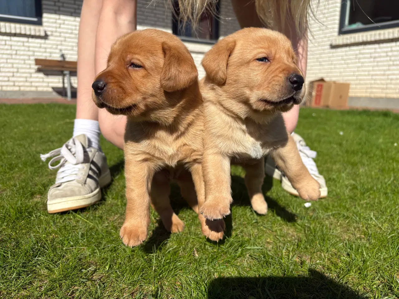 Billede 8 - Red Fox Labradorhvalpe