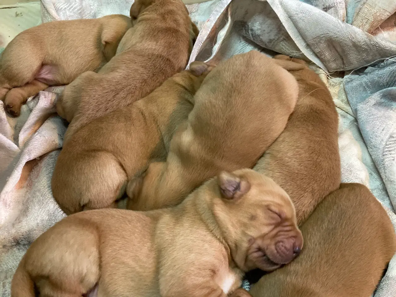 Billede 11 - Red Fox Labradorhvalpe