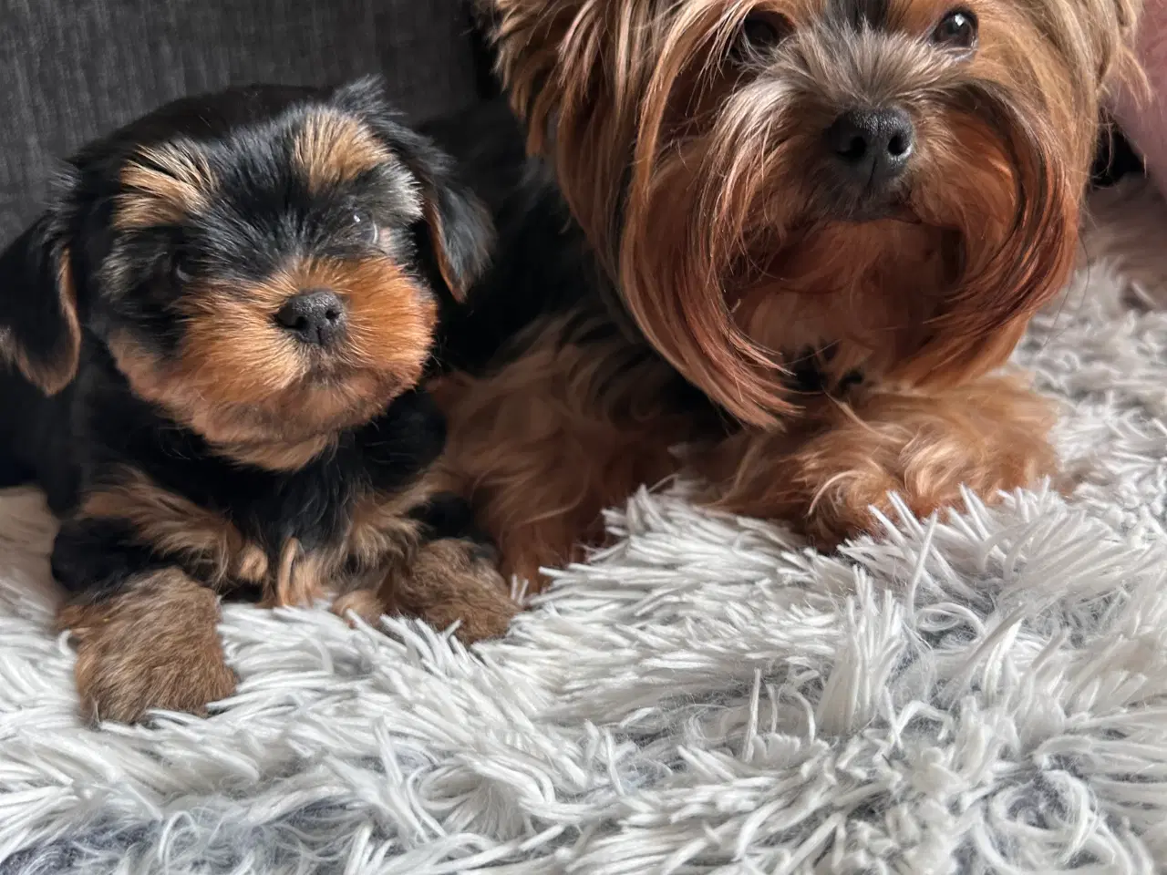 Billede 2 - Yorkshire terrier 🐾🐶