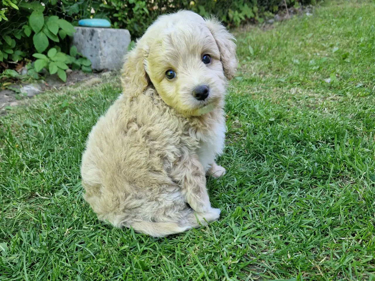 Billede 9 - Havapoo Puddel &Bichon Havanais hvalpe 