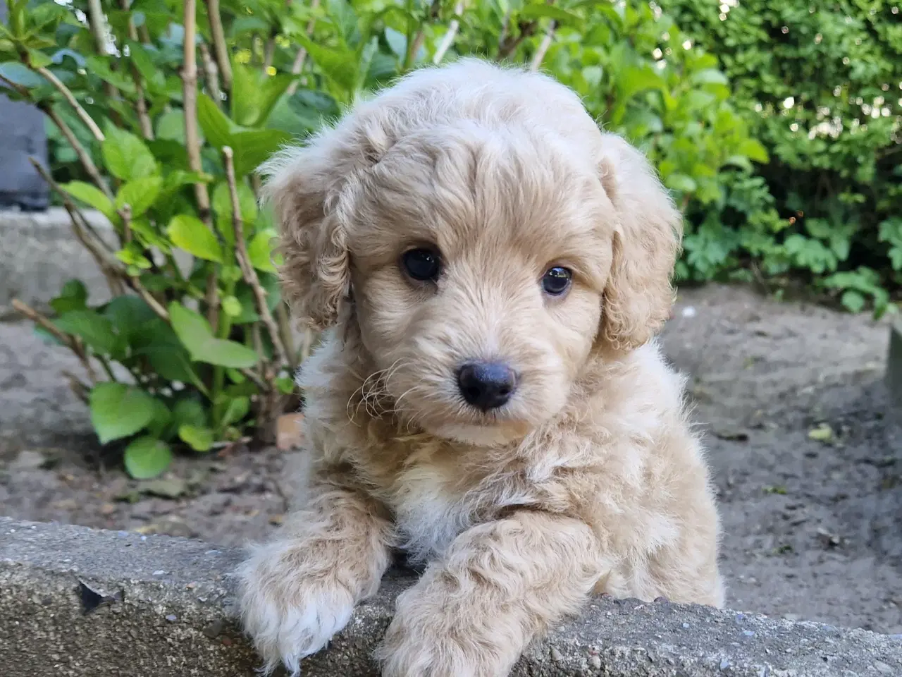 Billede 11 - Havapoo Puddel &Bichon Havanais hvalpe 