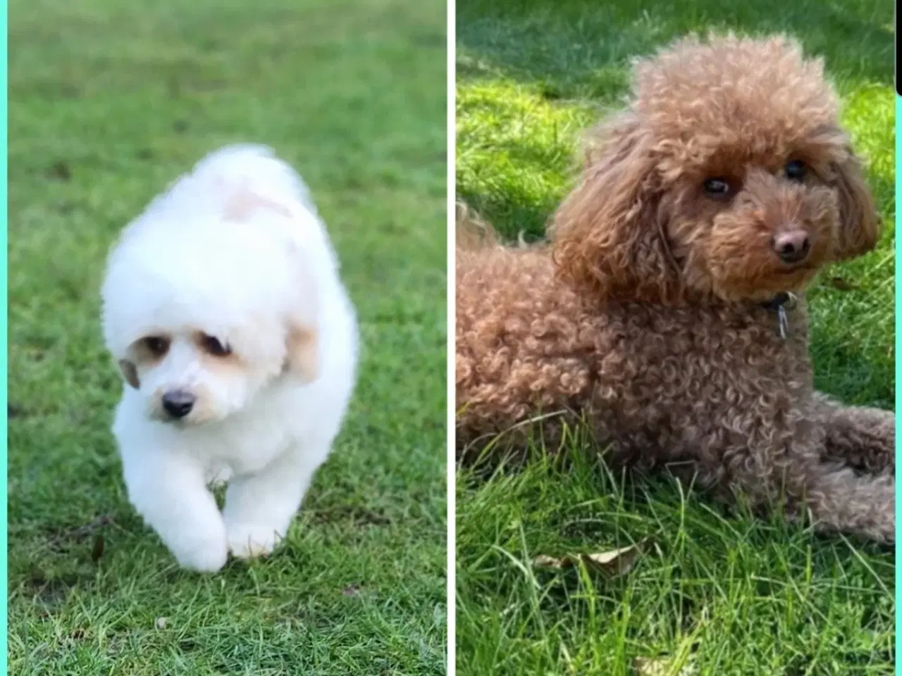 Billede 15 - Havapoo Puddel &Bichon Havanais hvalpe 