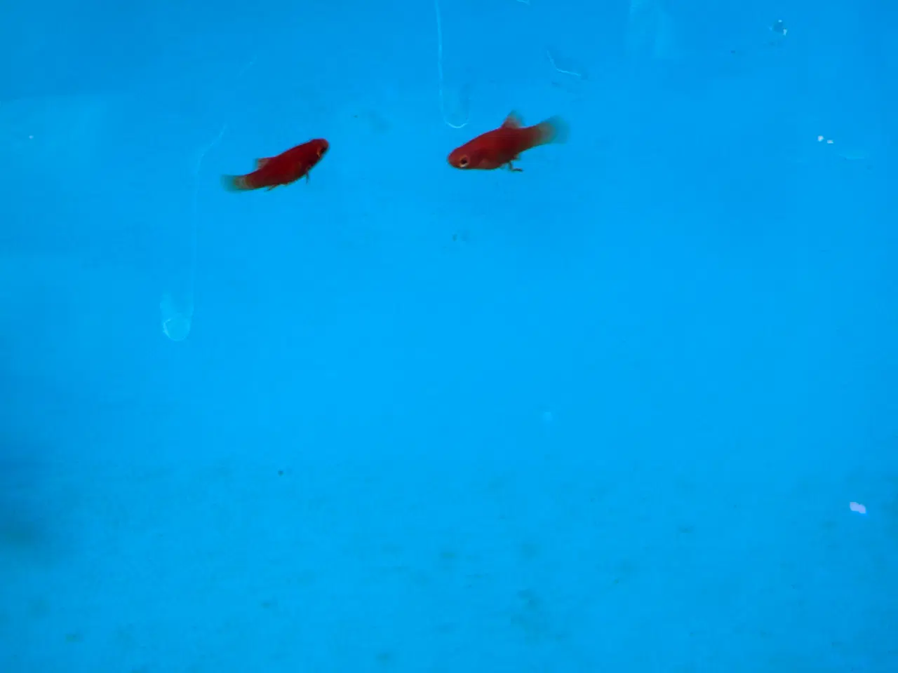 Billede 1 - Platy