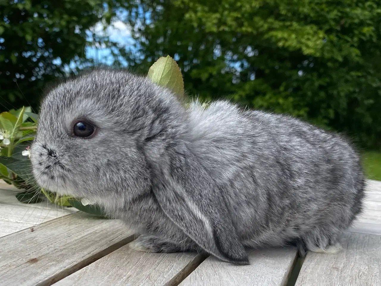 Billede 3 - FRANSK VÆDDER HUN CHINCHILLA