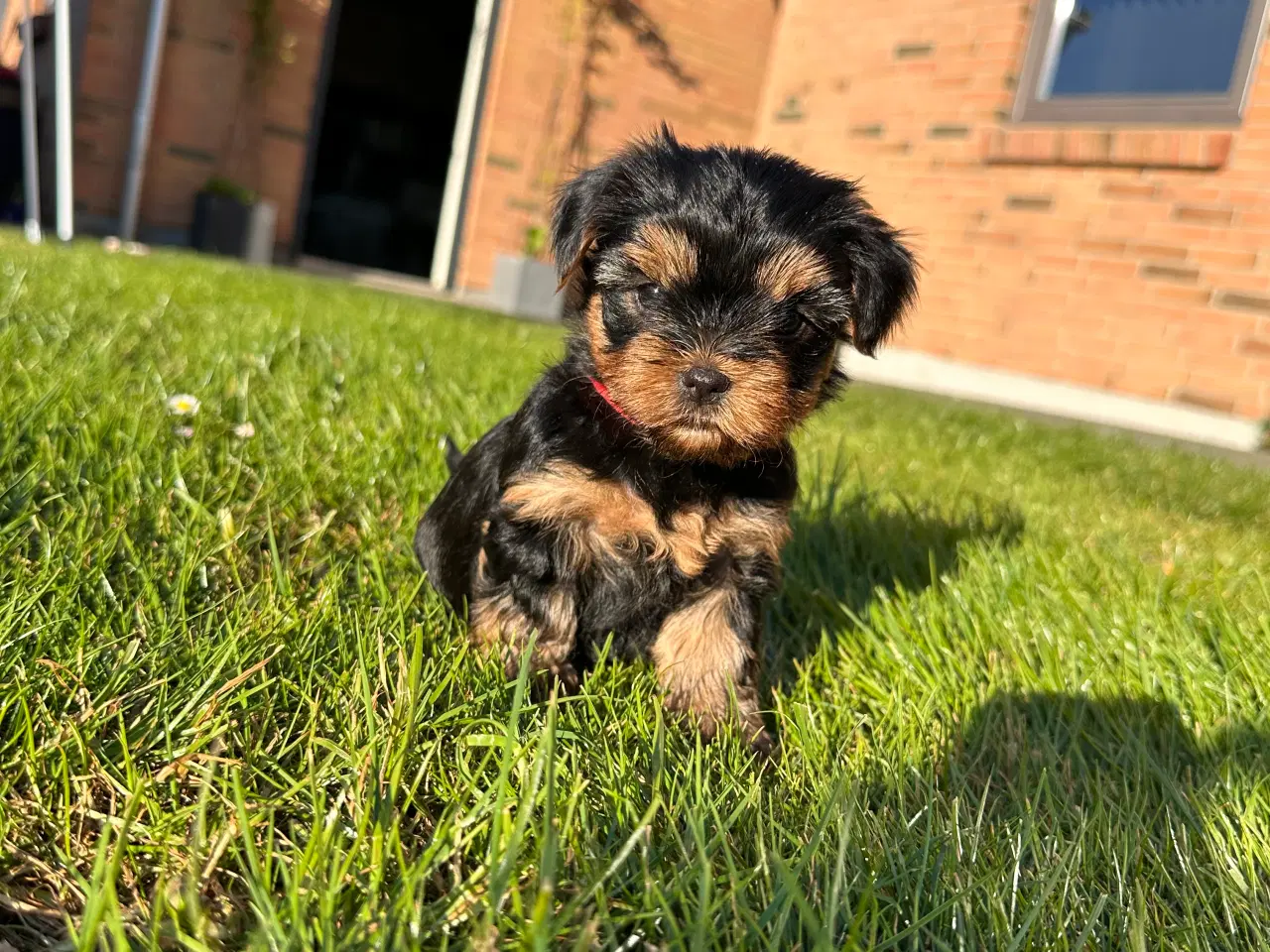 Billede 6 - Yorkshire terrier 🐾🐶