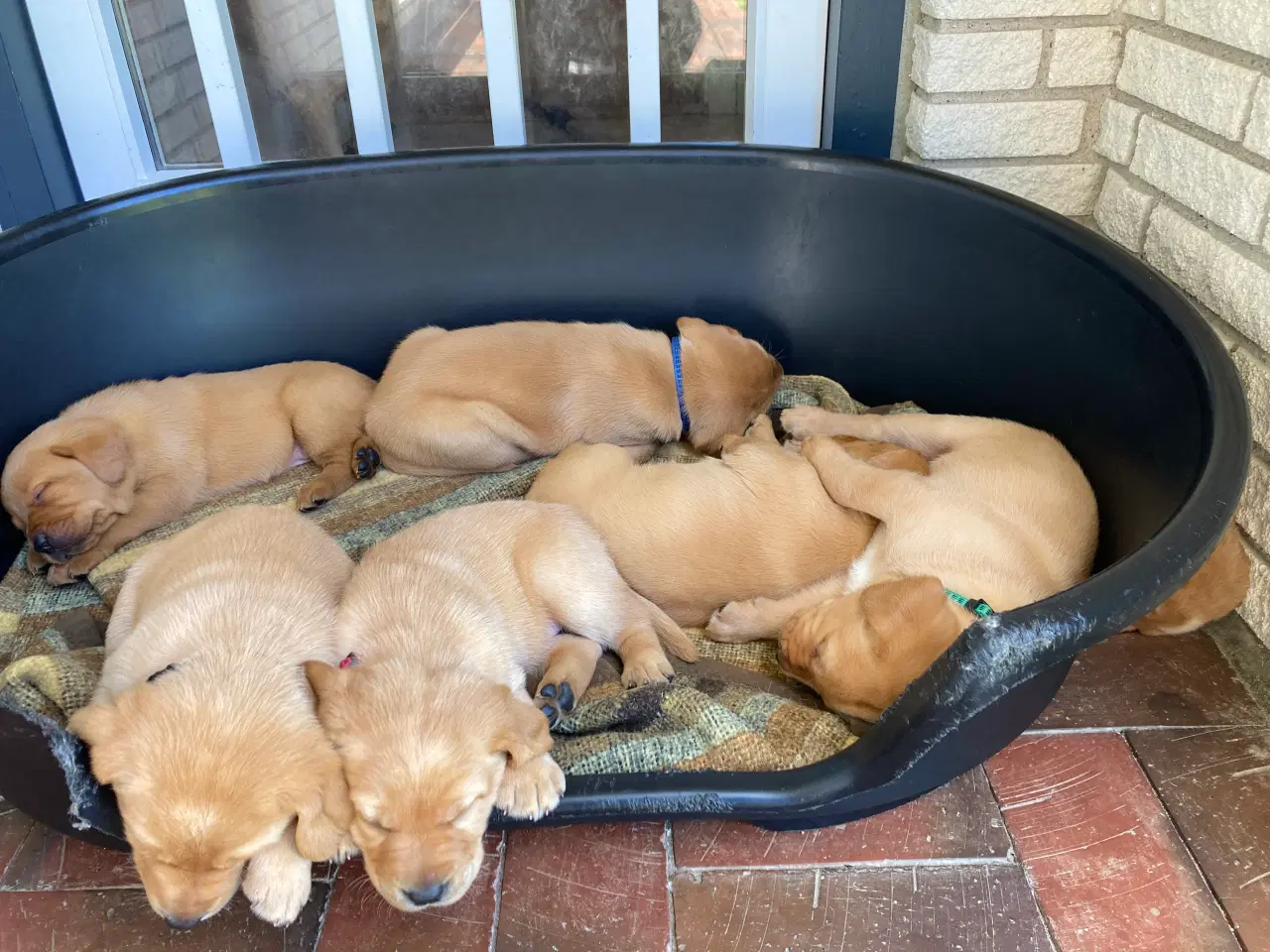 Billede 7 - Red Fox Labradorhvalpe