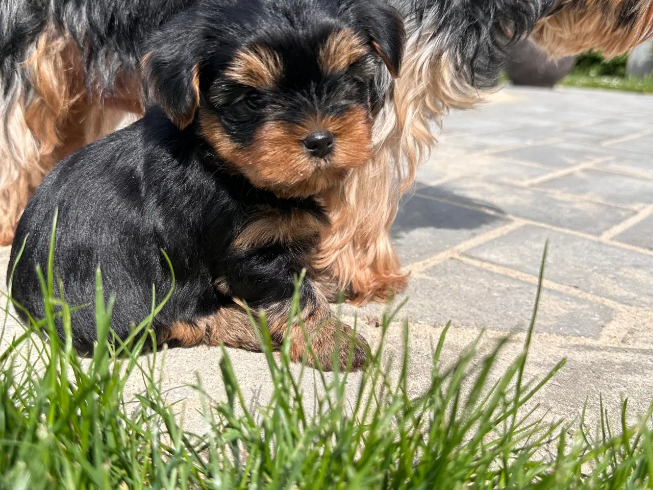 Billede 4 - Yorkshire terrier 🐾🐶