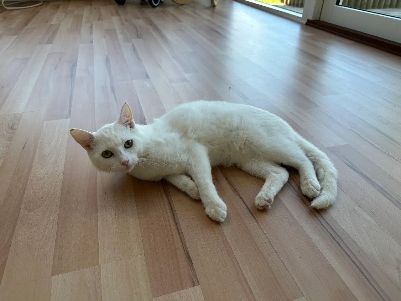 Billede 2 - 7 måneder gammel huskat-ragdoll søger nyt kærligt 
