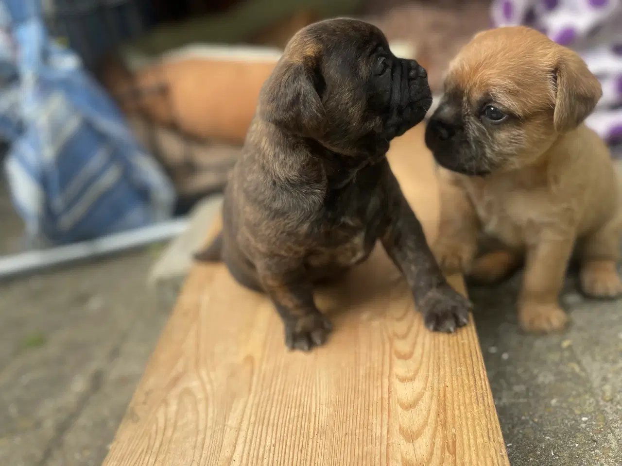 Billede 10 - Fransk cavapoo søger ny sofa arm🥰