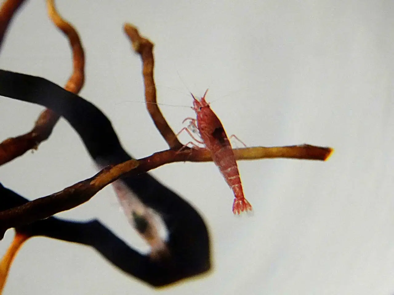 Billede 1 - Opae Ula - Hawaii Rejer - Halocaridina rubra