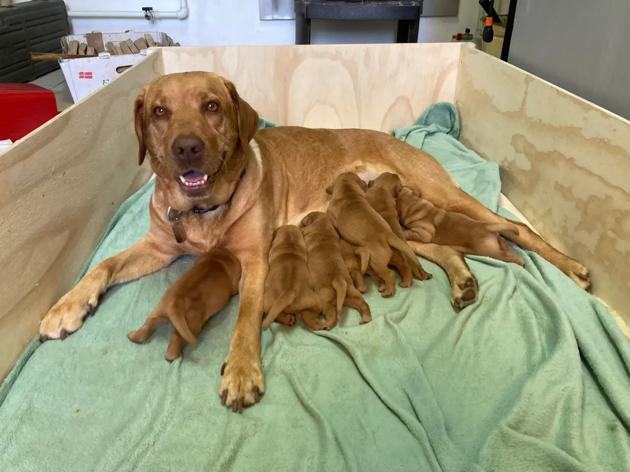Billede 12 - Red Fox Labradorhvalpe