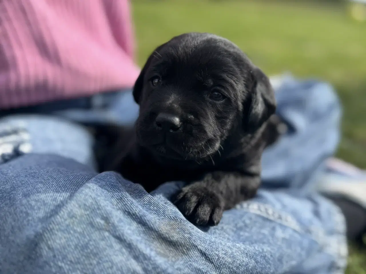 Billede 4 - Labrador hundehvalp
