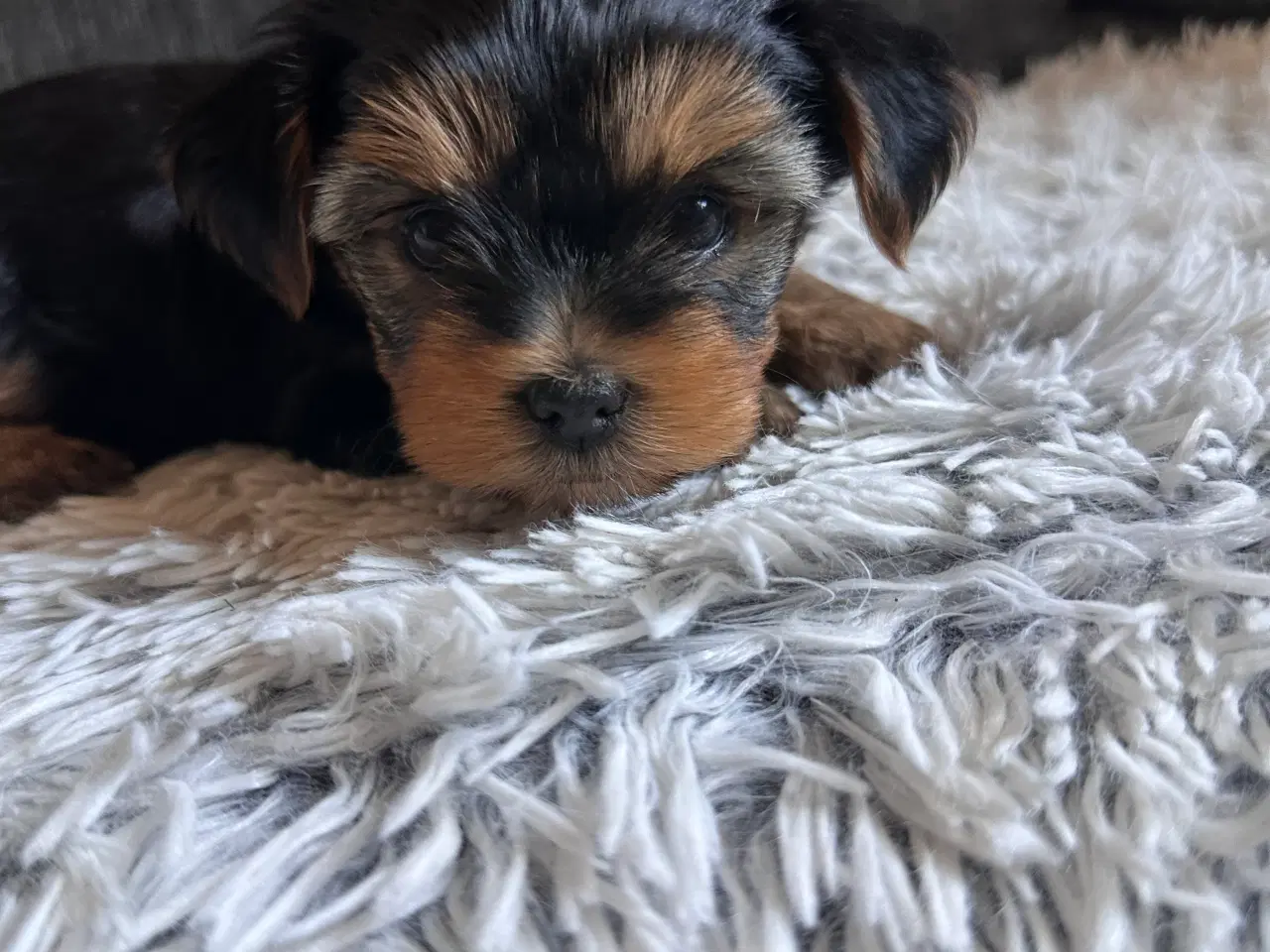 Billede 1 - Yorkshire terrier 🐾🐶
