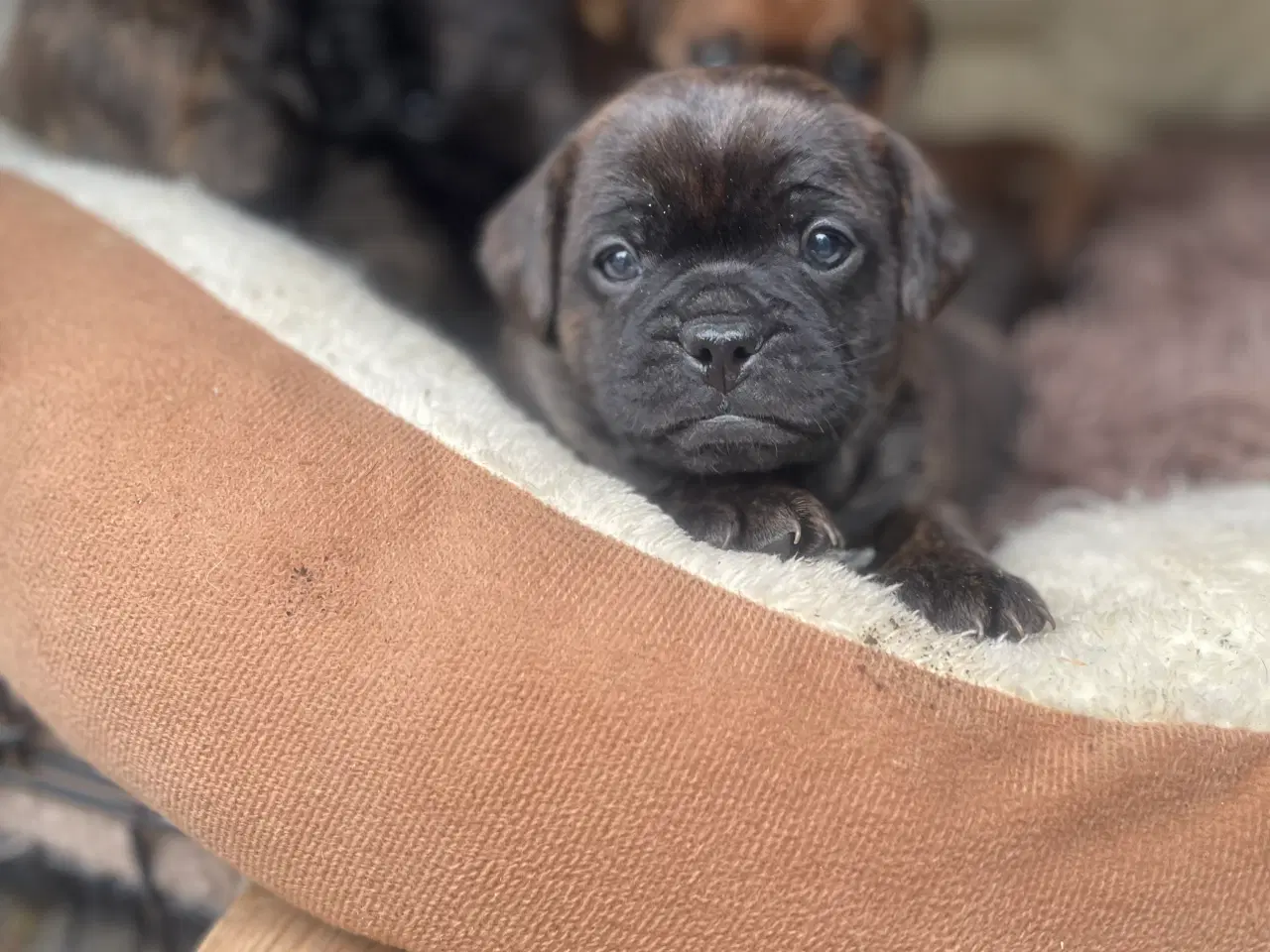 Billede 8 - Fransk cavapoo søger ny sofa arm🥰