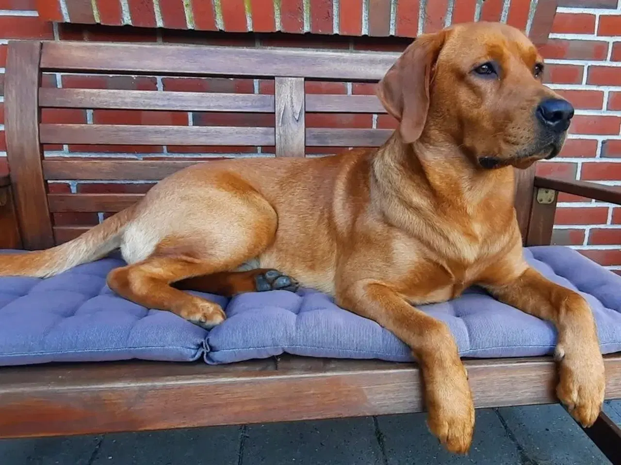 Billede 9 - Red Fox Labradorhvalpe