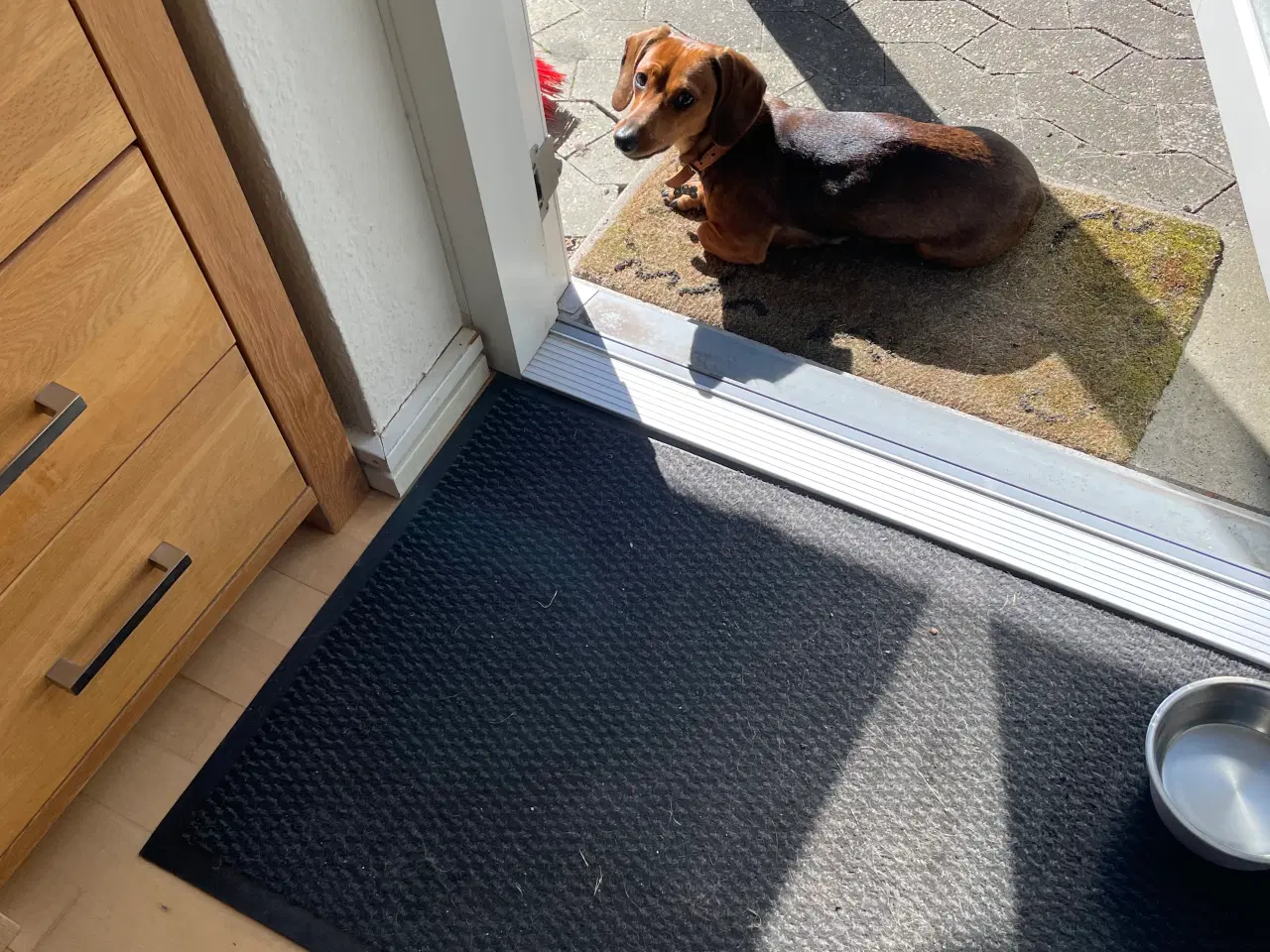 Billede 5 - Hundehvalp