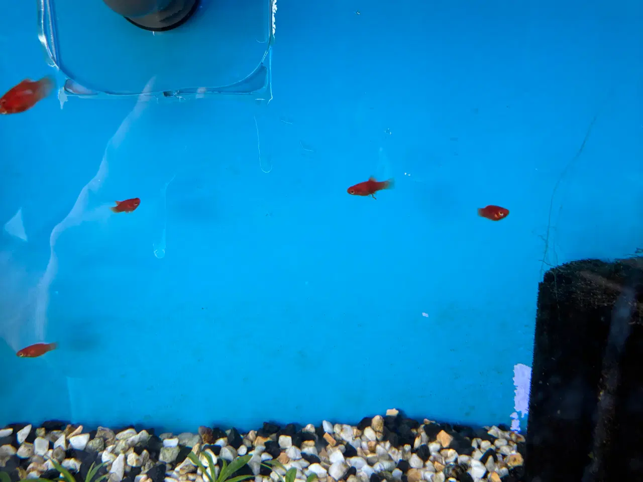 Billede 3 - Platy