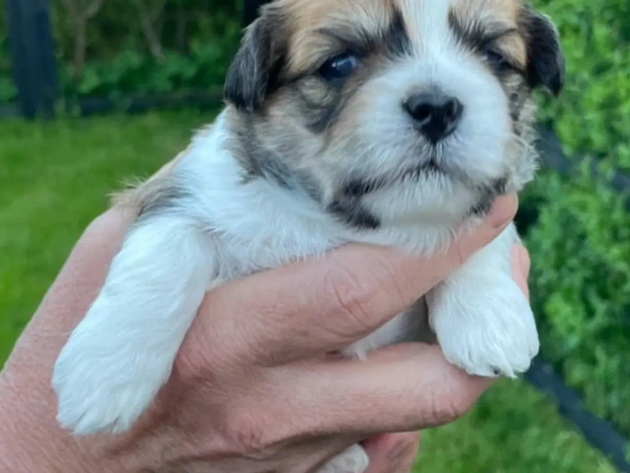 Billede 5 - Lhasa apso hvalpe 
