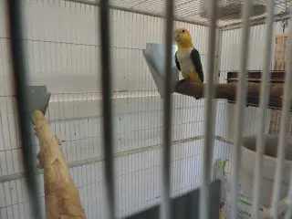 Caique avlshun sælges