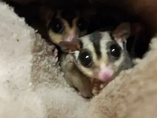 Sugarglider 
