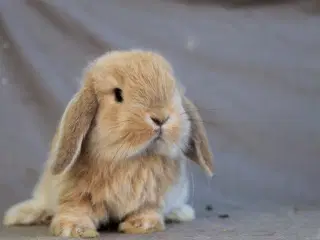 Mini lops drenge
