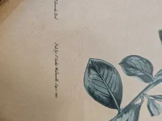 Tegnede blomster