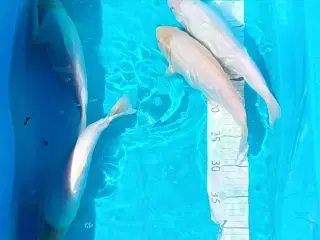 Koi 30 cm